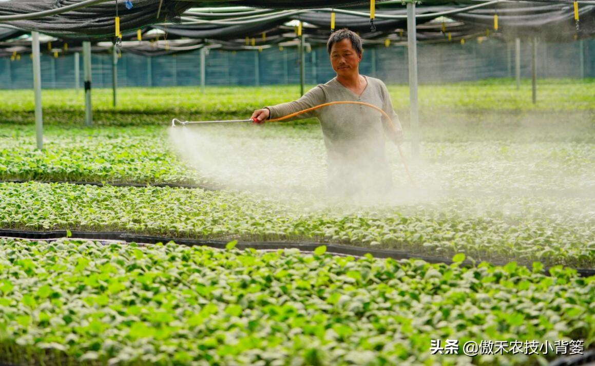 赤霉素是植物生长调节剂_植物生长调节剂赤霉素的作用_赤霉素促进植物生长