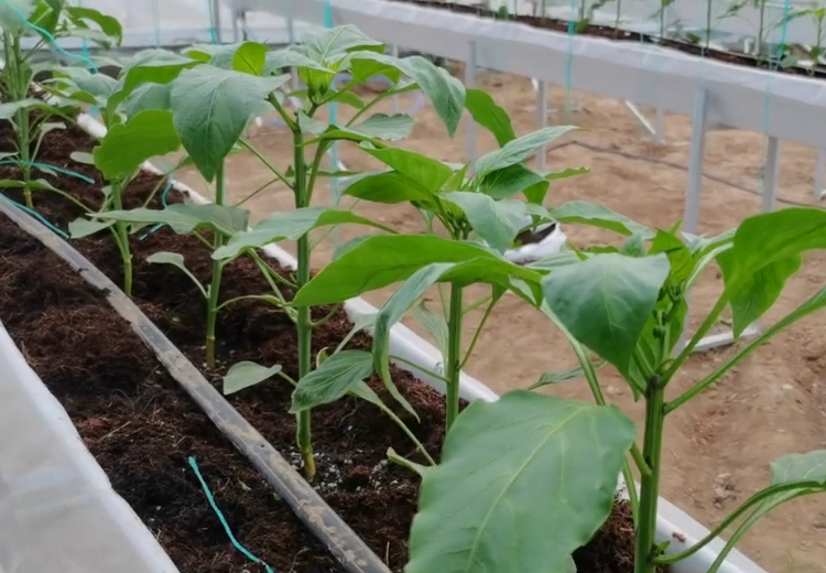 赤霉素是植物生长调节剂_赤霉素促进植物生长_植物生长调节剂赤霉素的作用